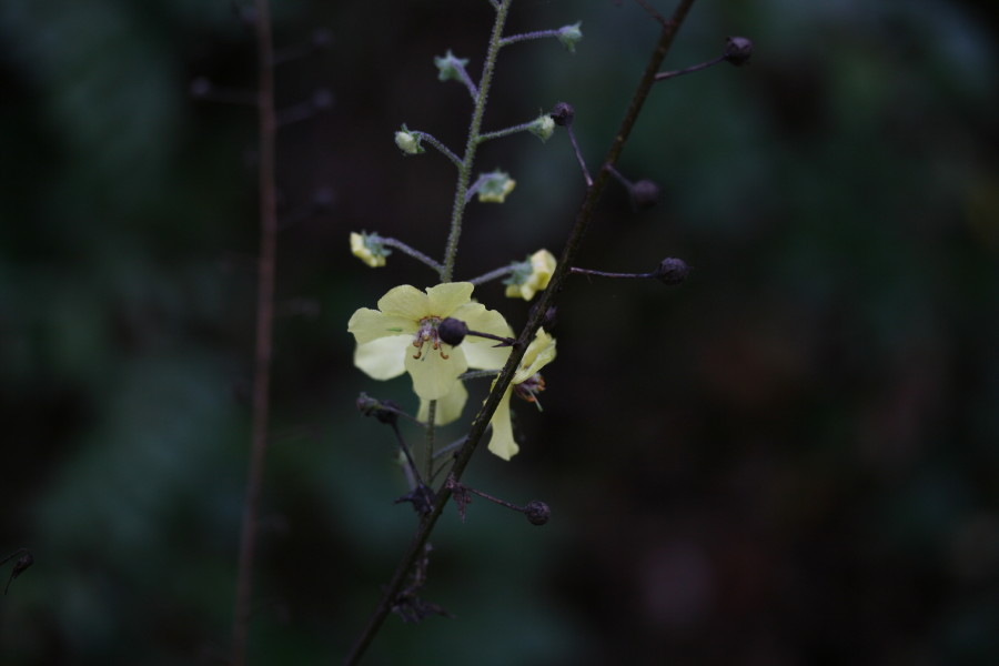 Verbascum blattaria